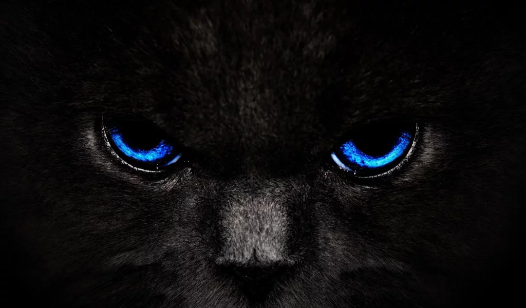 взгляд, кошка, Кот, черный, глаза