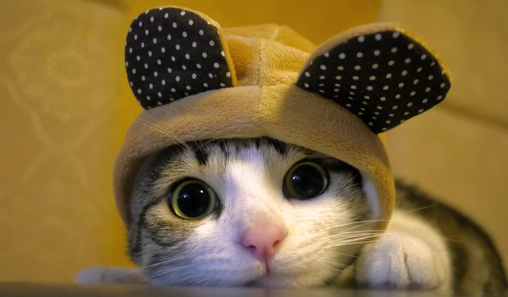 мордочка, кошка, Кот, шапка