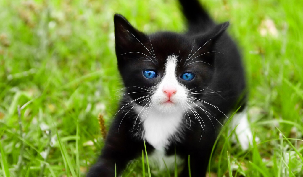 голубые глаза, черный, кошка, кот, Cat, трава, макро