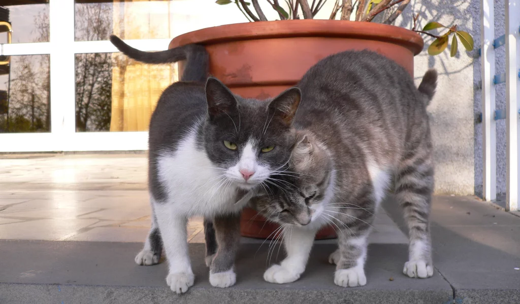 Кошки, котята