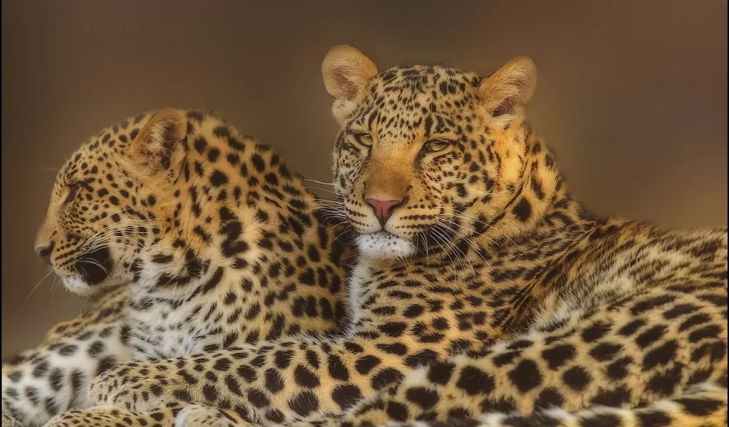 морда, leopard, хищники, Леопард, пара, взгляд, семья
