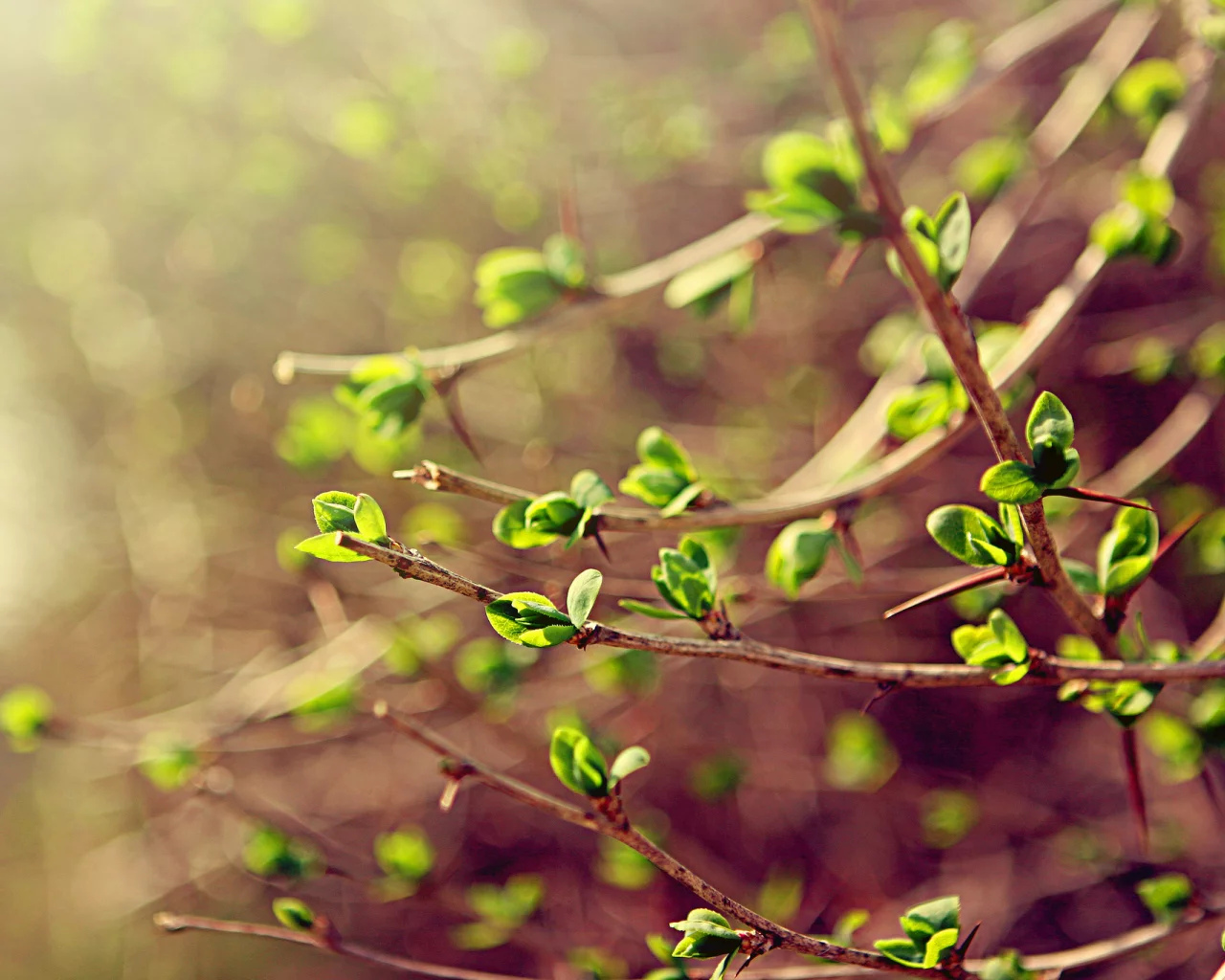 зелень, ветки, листья, Spring, весна, макро