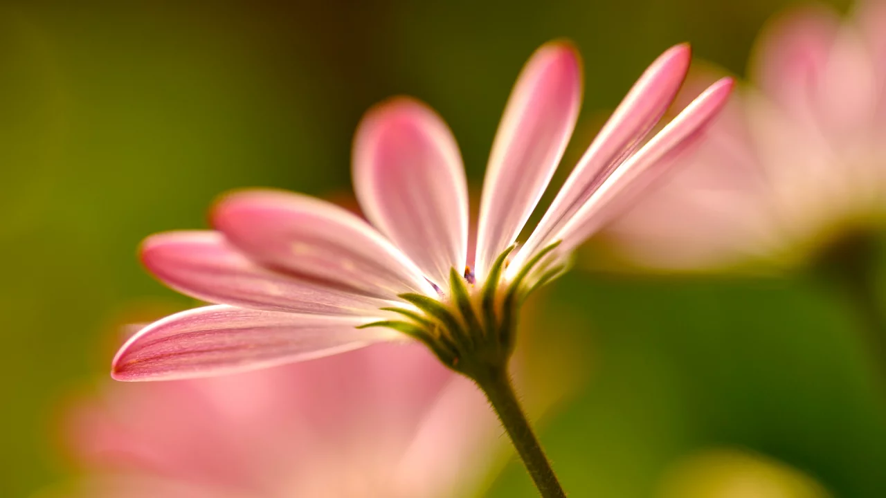 розовые, petals, pink, цветы, макро, macro, Flowers, лепестки