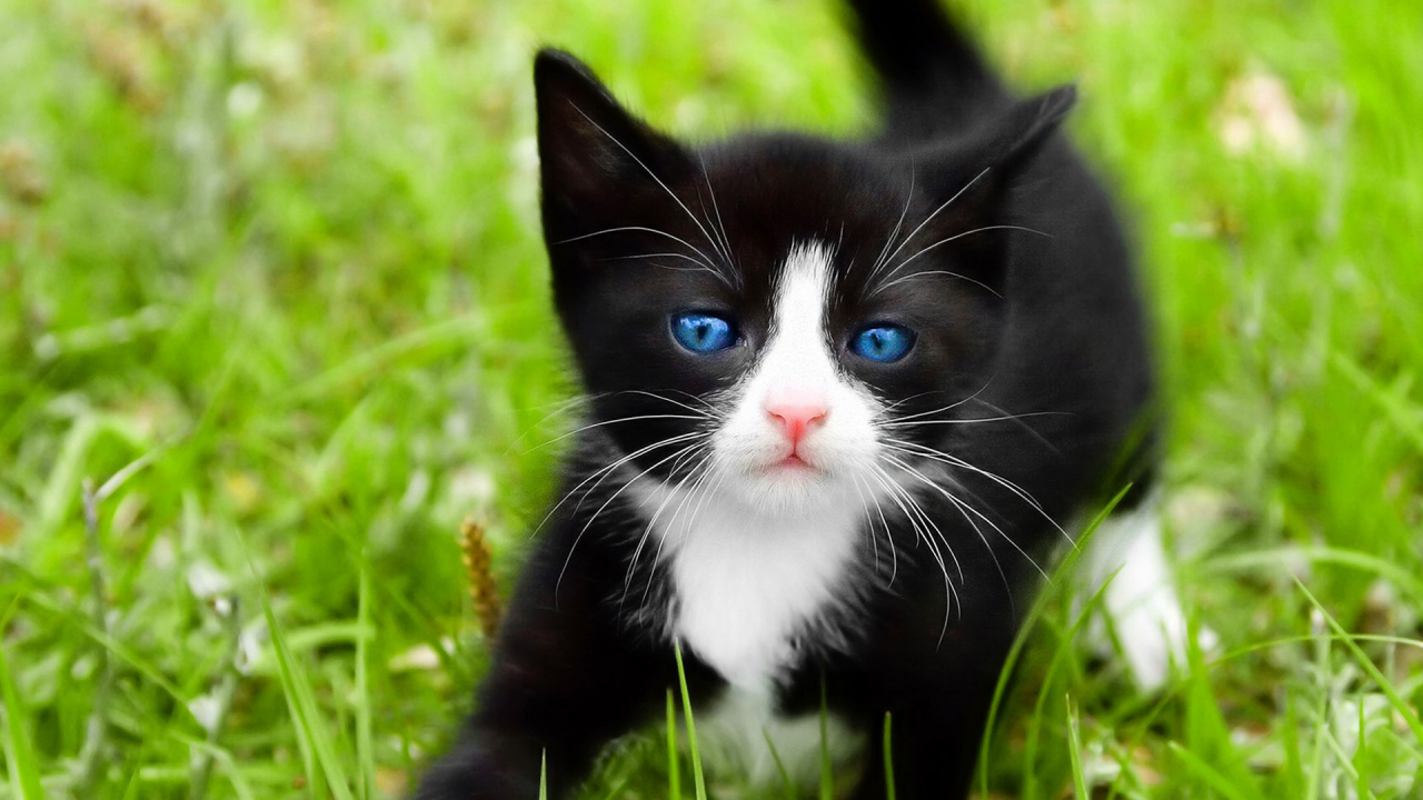 голубые глаза, черный, кошка, кот, Cat, трава, макро
