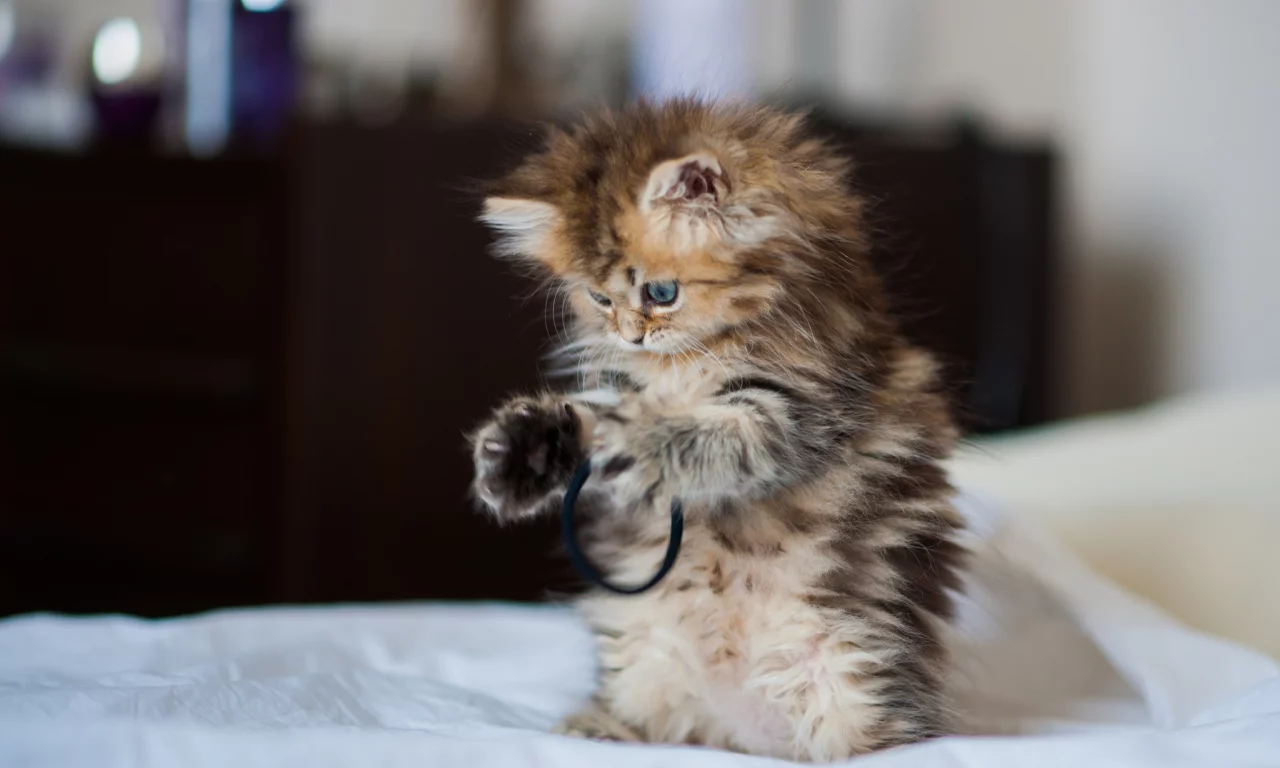 daisy, c benjamin torode, Котёнок