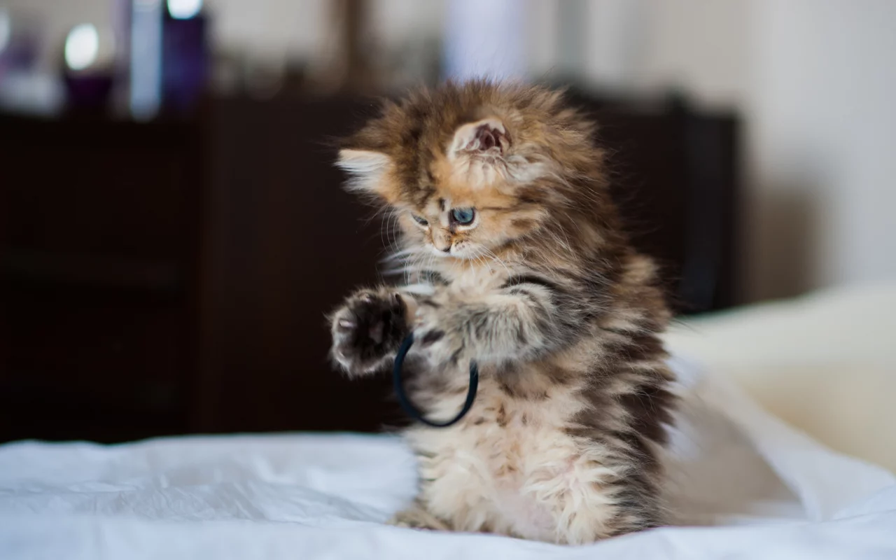 daisy, c benjamin torode, Котёнок