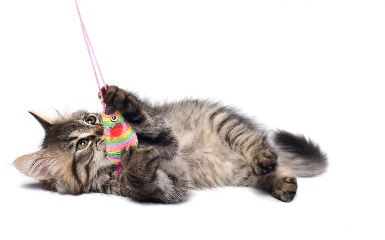 полосатый, белый фон, котенок, кот, кошка, игрушка, Cat