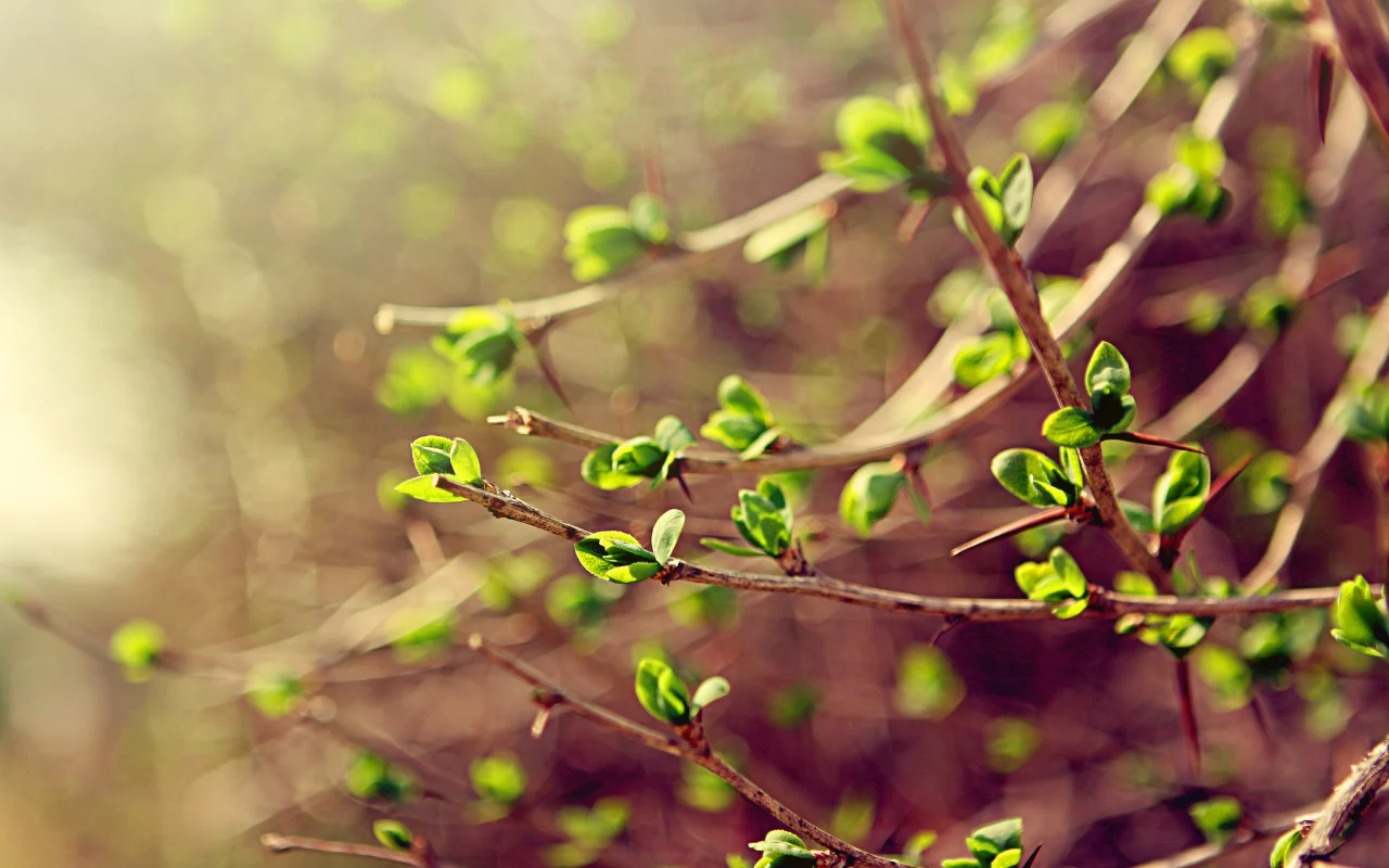 зелень, ветки, листья, Spring, весна, макро