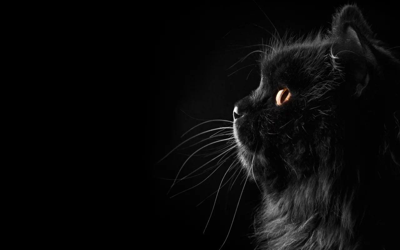 черный, фон, кошка, профиль, усы, Кот, персидский