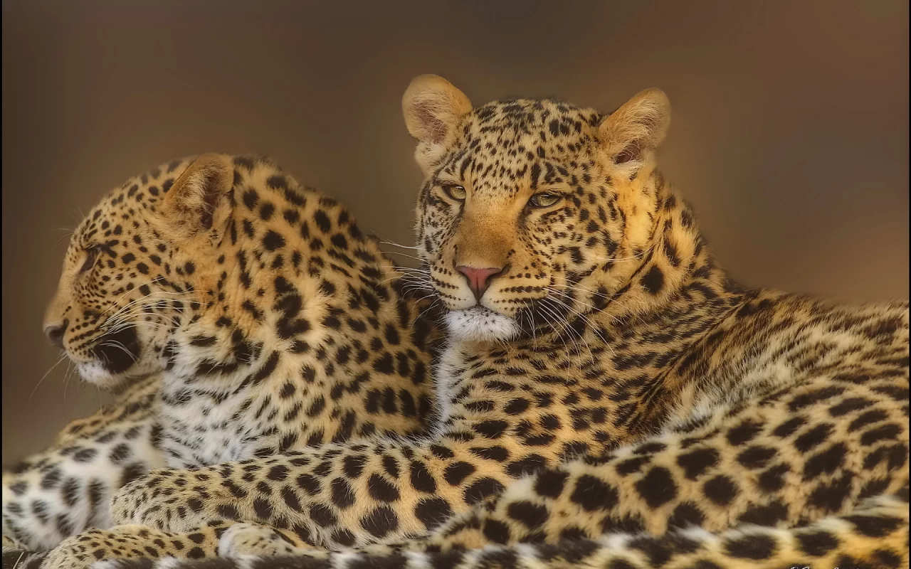 морда, leopard, хищники, Леопард, пара, взгляд, семья