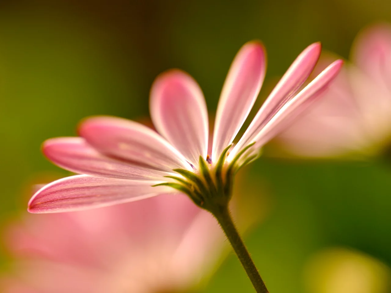 розовые, petals, pink, цветы, макро, macro, Flowers, лепестки