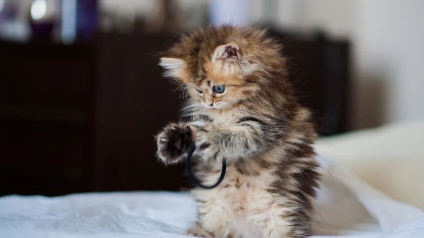 daisy, c benjamin torode, Котёнок