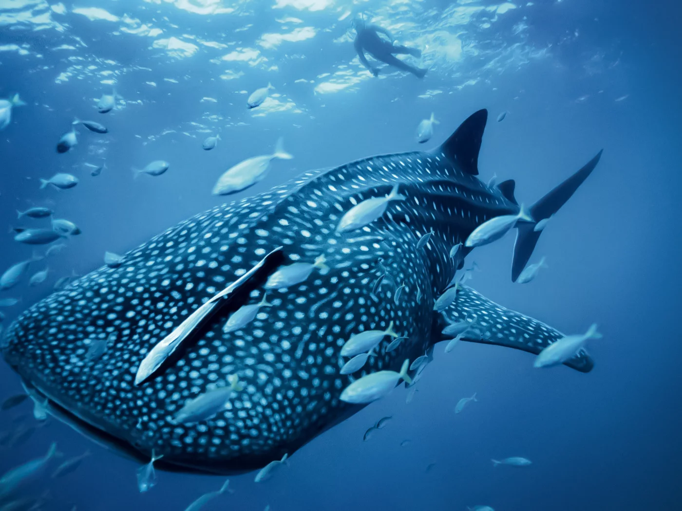 Fish, sea, whale, ocean, blue, кит