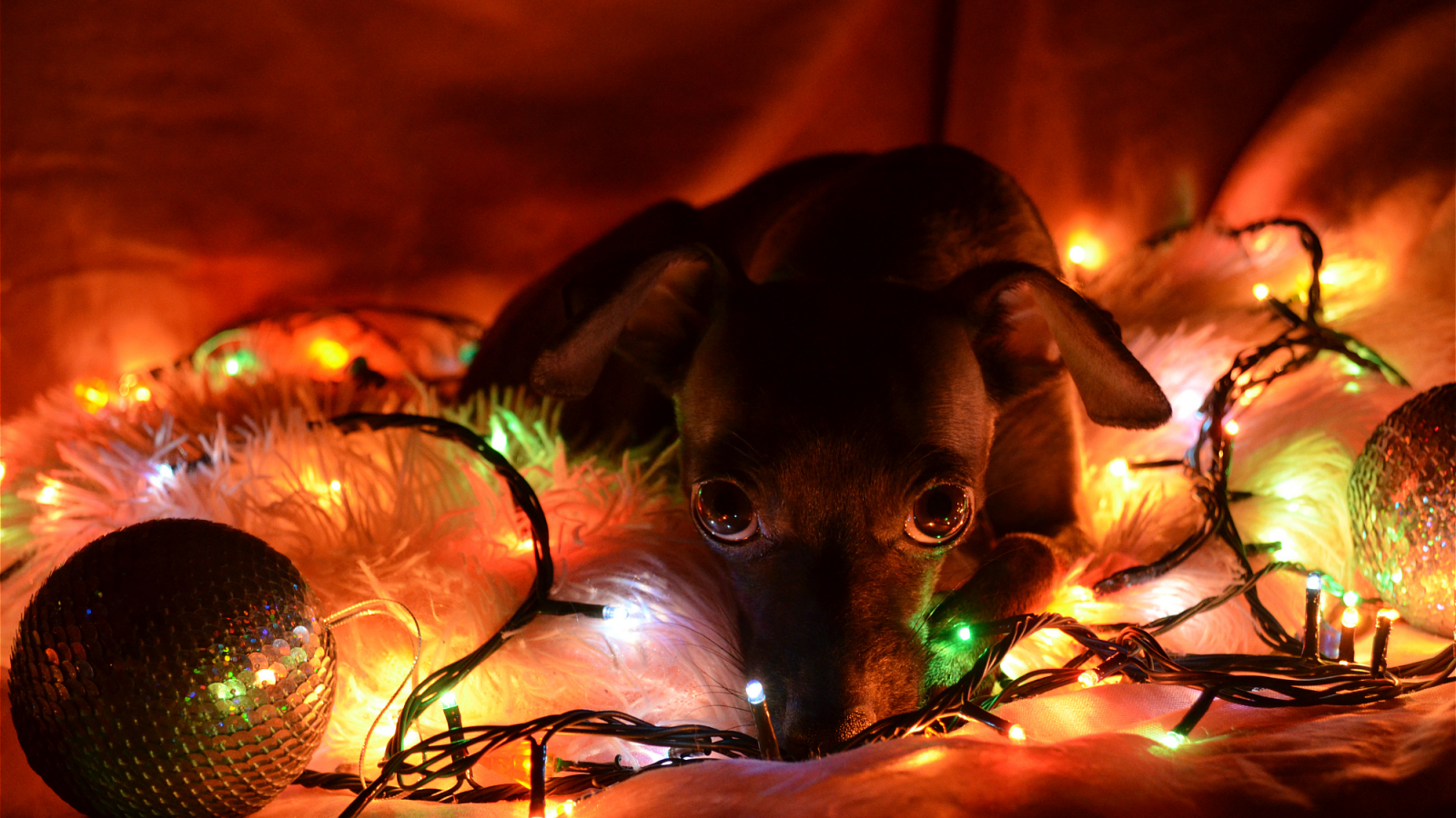 огни, новый год, надежда, печаль, Собака