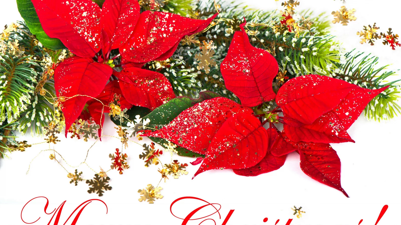 пуансетия, Merry christmas, рождественский цветок, красный