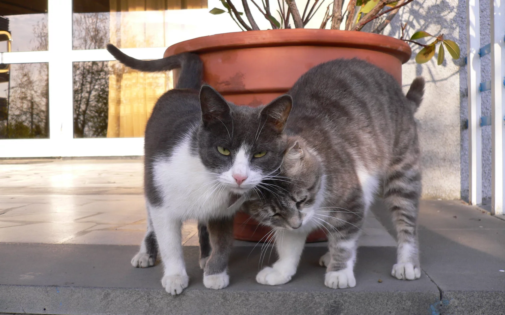 Кошки, котята