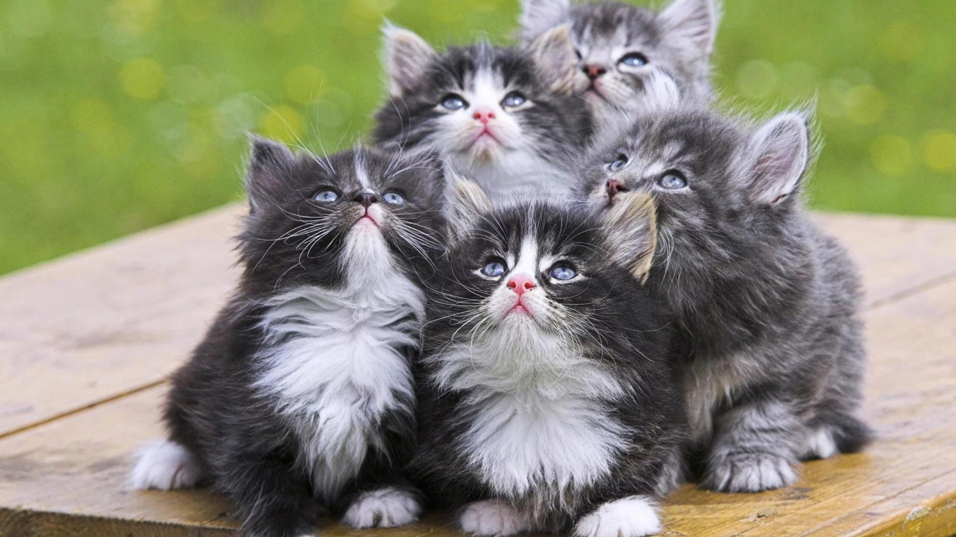 котята, мяу