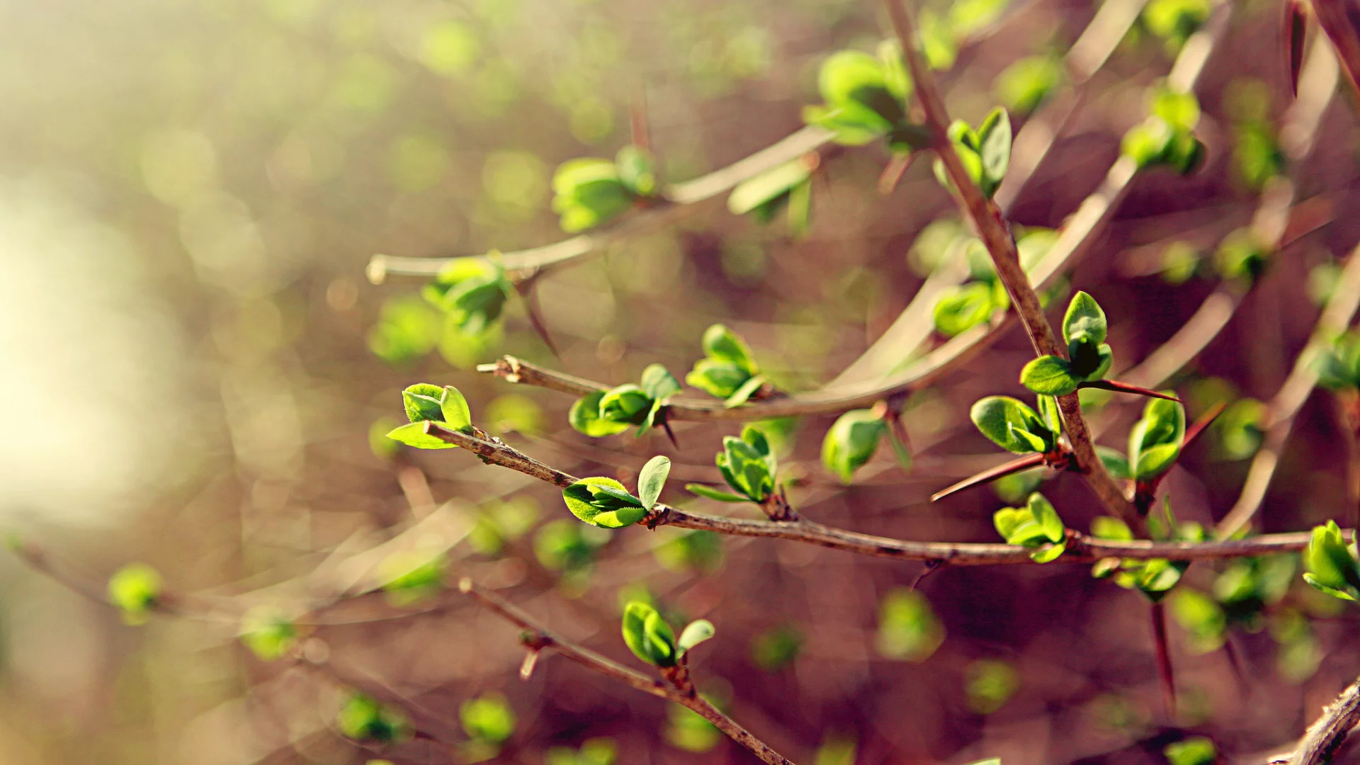 зелень, ветки, листья, Spring, весна, макро