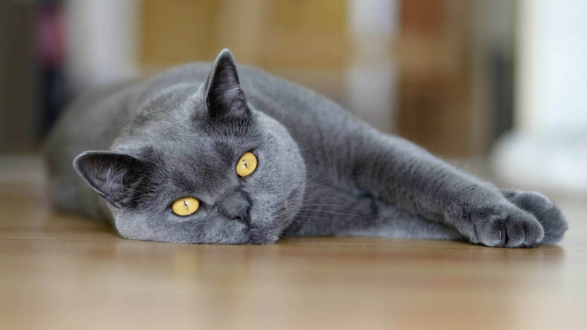 глаза, Кот, макро, серый, лежит