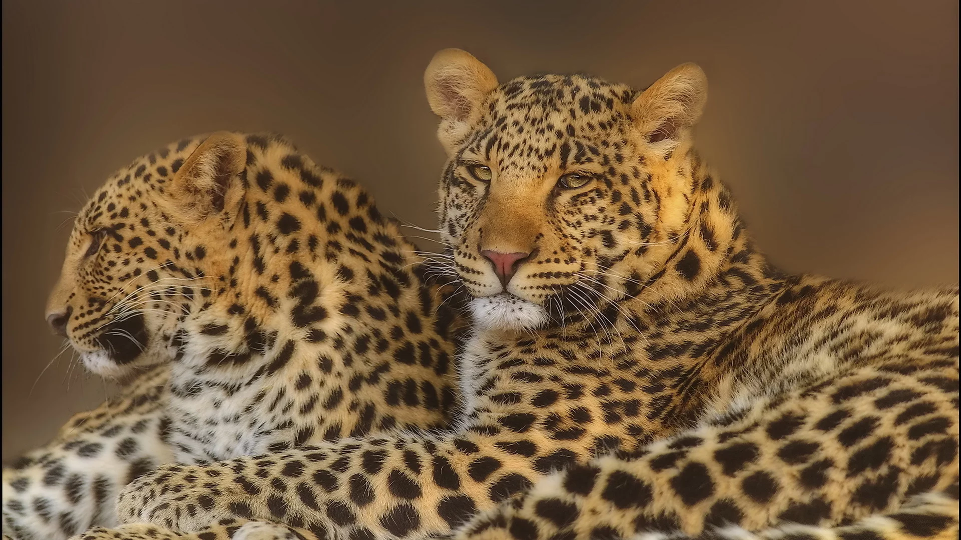 морда, leopard, хищники, Леопард, пара, взгляд, семья