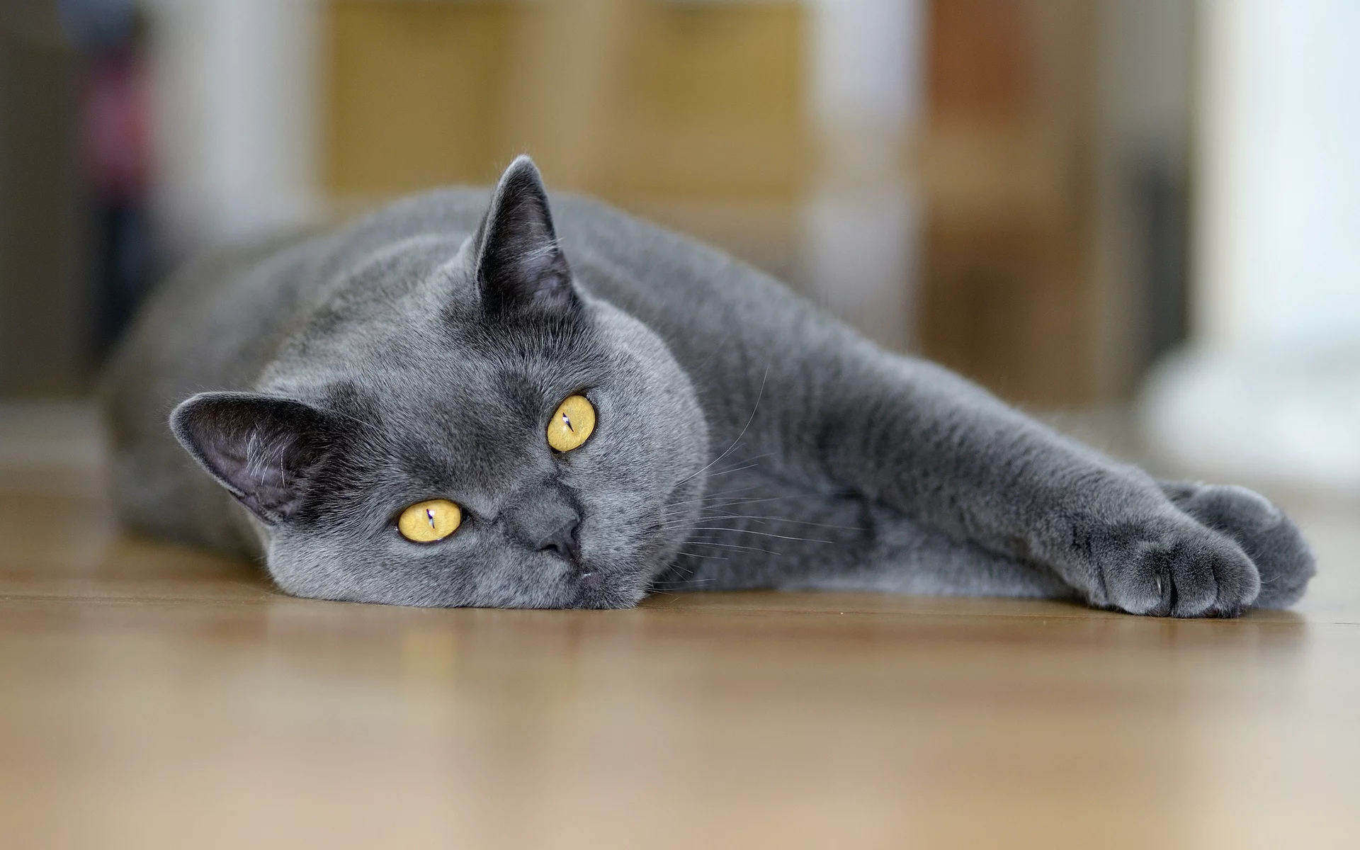 глаза, Кот, макро, серый, лежит