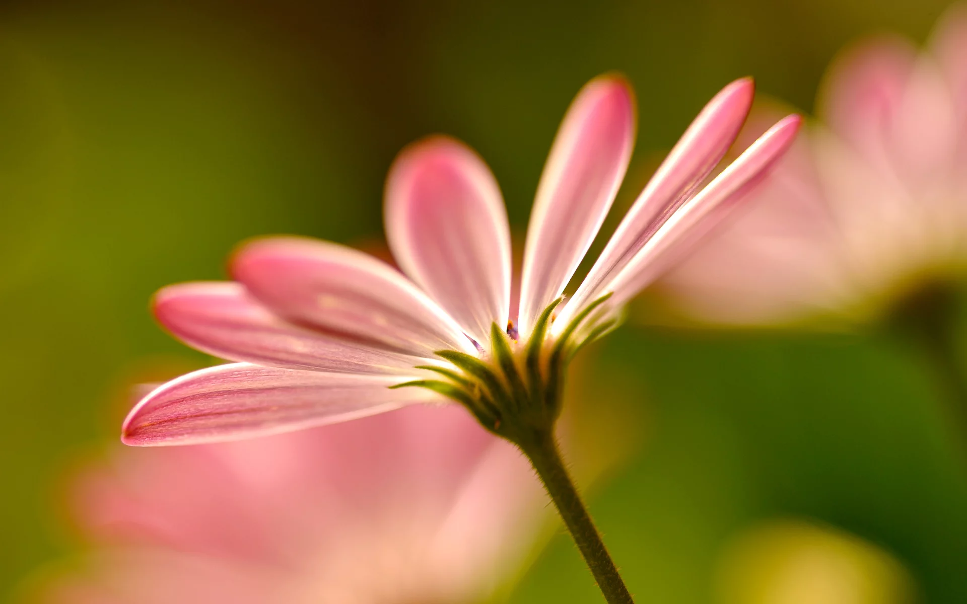 розовые, petals, pink, цветы, макро, macro, Flowers, лепестки