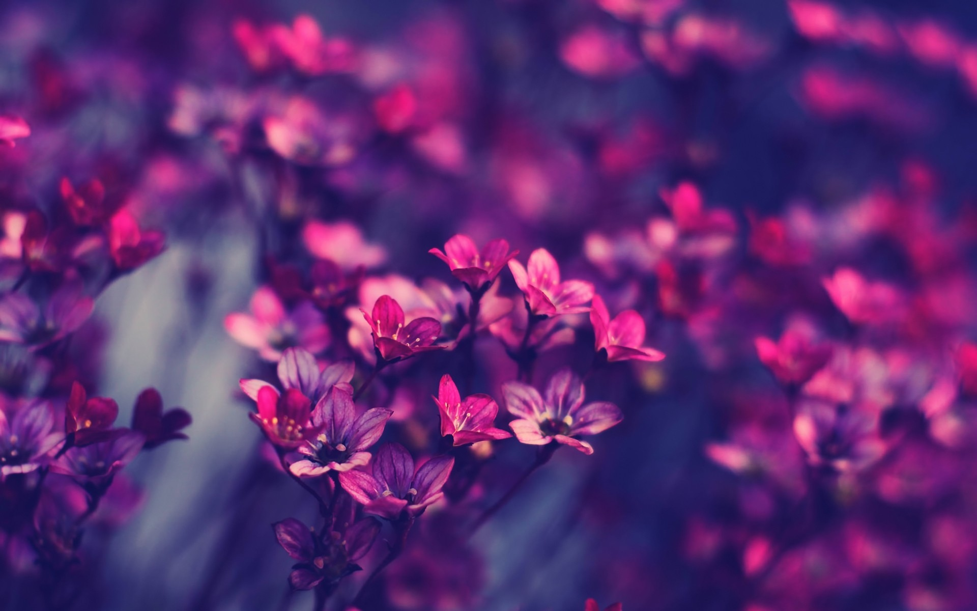 пурпурный, красивые, Цветы, розовый