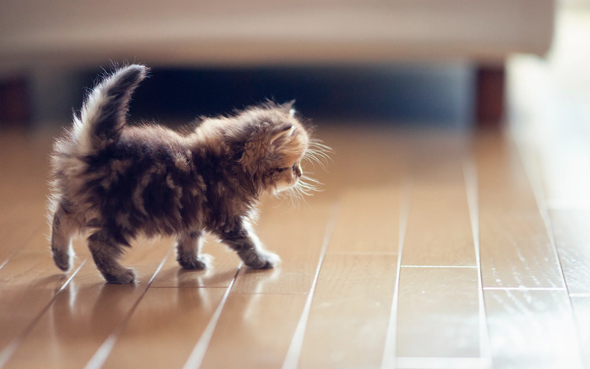 паркет, Daisy, пол, ben torode, benjamin torode, котенок, кошка
