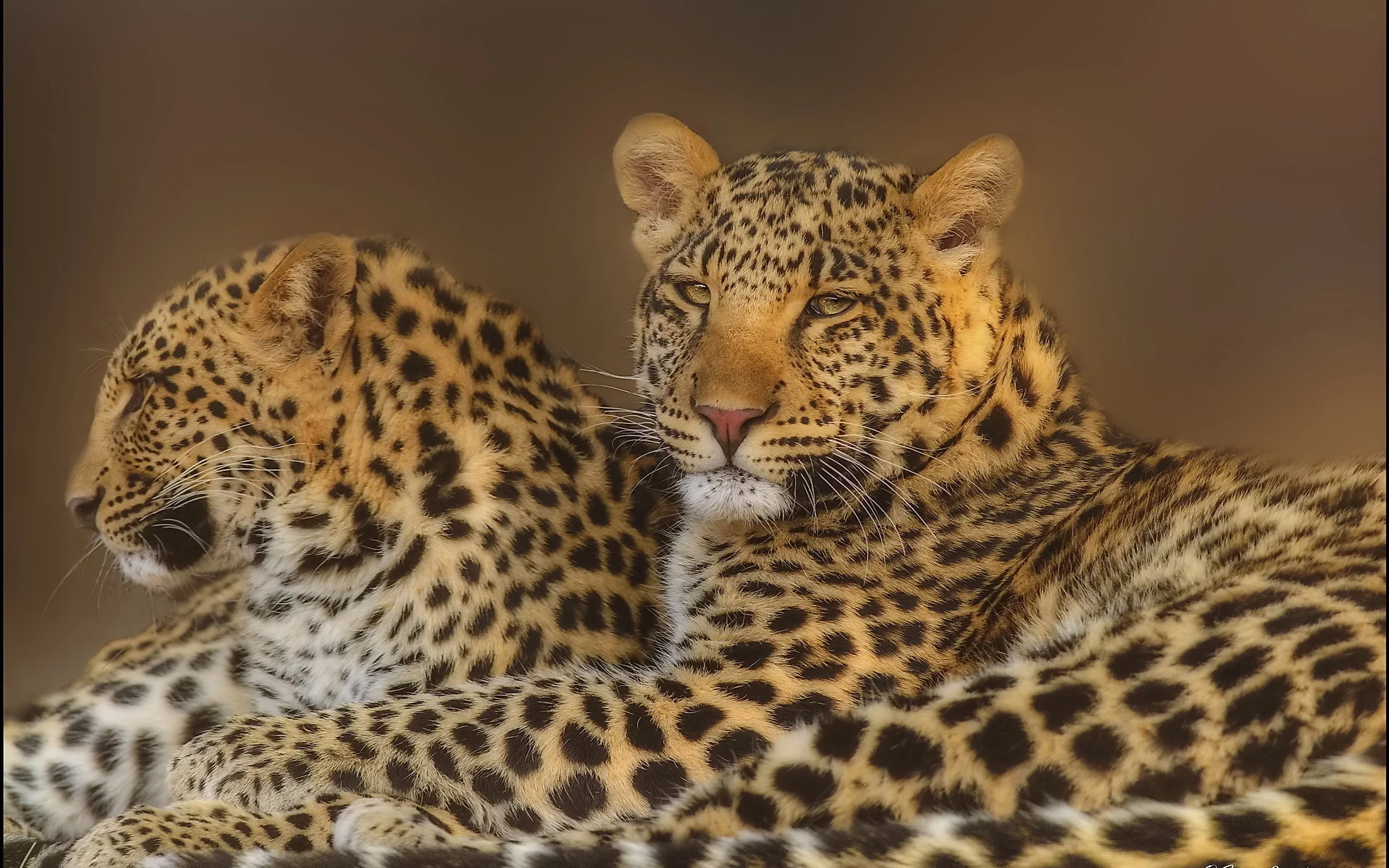 морда, leopard, хищники, Леопард, пара, взгляд, семья