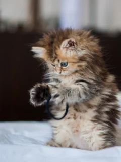 daisy, c benjamin torode, Котёнок
