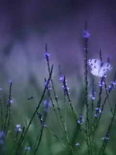 поле, Бабочка, трава, цветы, сиреневые, макро