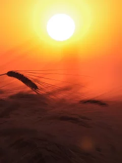 растение, природа, колосья, поле, Пшеница, солнце, свет