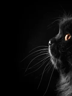 черный, фон, кошка, профиль, усы, Кот, персидский