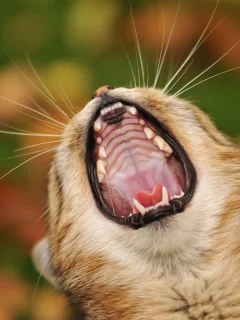 кот, размытость, усы, голова, пасть, Кошка