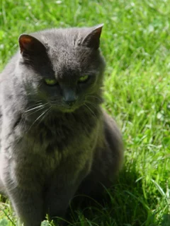 кошка, Муся