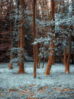 природа, Лес, деревья
