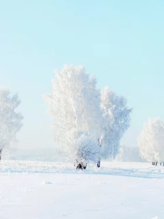мороз, зима, Деревья, снег