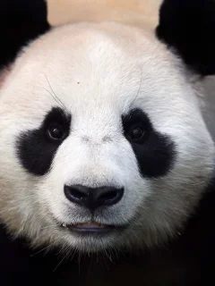 морда, Панда, медведь, panda