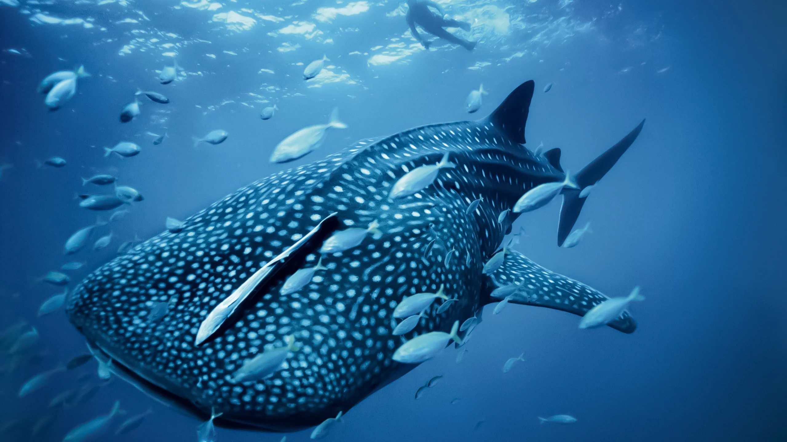Fish, sea, whale, ocean, blue, кит