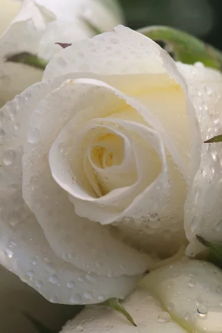 капли, Розы, цветы, макро, белые