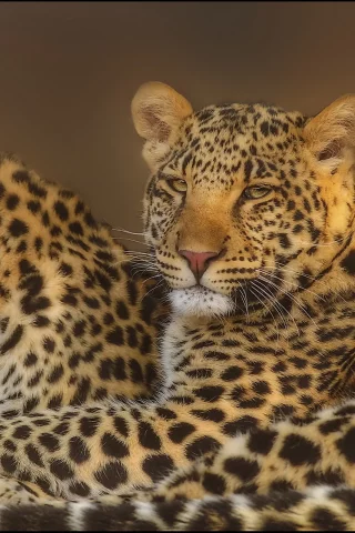 морда, leopard, хищники, Леопард, пара, взгляд, семья