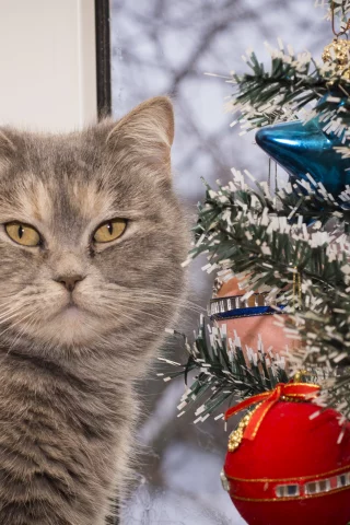 Кошка, праздник, новый год, елка