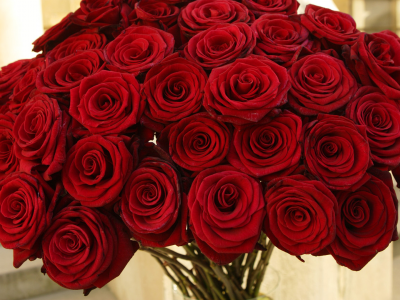 красные, букет, цветы, Розы