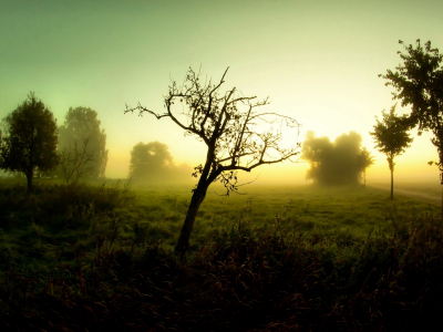 Утро, деревья, туман, пейзаж, дорога