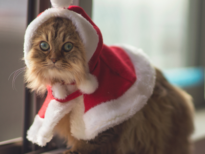 christmas cat, костюм, кошки, Ben torode, глаза, животное