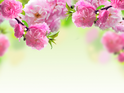 цветение, розовые, Ветки, весна, цветы