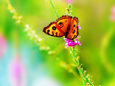 лето, насекомое, Бабочка, цвета, природа, яркие, цветок