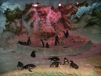 Птицы, пингвинчики, пещера, зоопарк