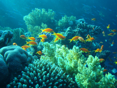 подводный мир, egypt, Рыбы, underwater, кораллы