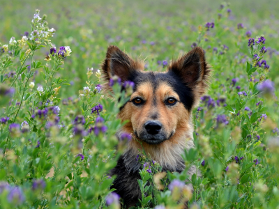 Собака, поле, цветы
